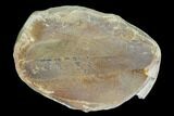 Macroneuropteris Fern Fossil (Pos/Neg) - Mazon Creek #104791-3